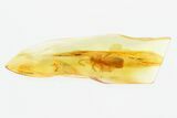 Detailed Fossil Stonefly (Plecoptera) In Baltic Amber #270609-2